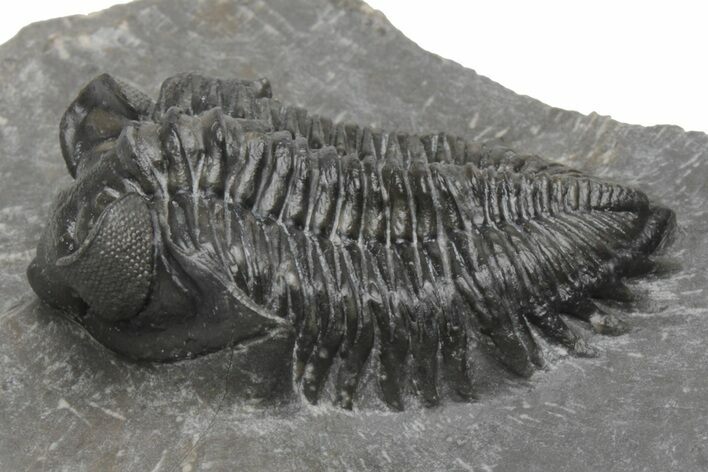 Coltraneia Trilobite Fossil - Huge Faceted Eyes #216509